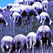 Album-Review: The Far Meadow - Where Joys Abound The Far Meadow: Where Joys Abound
