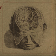 Album-Review: Farsot - Insects Farsot: Insects