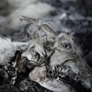 Album-Review: Aphonic Threnody - When Death Comes Aphonic Threnody: When Death Comes