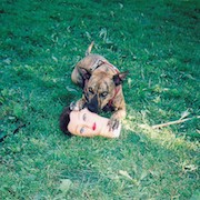 Album-Review: Joyce Manor - Cody Joyce Manor: Cody