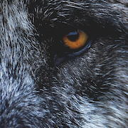 Album-Review: Killflavour - Forest Mirror Killflavour: Forest Mirror