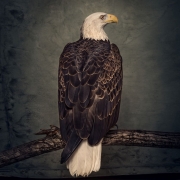 Album-Review: Clutch - Book Of Bad Decisions Clutch: Book Of Bad Decisions