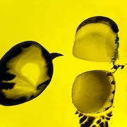 Album-Review: Neumatic Parlo - Random Toaster Neumatic Parlo: Random Toaster