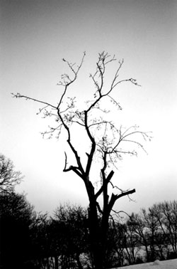Nucleus Torn: Toter Baum Nucleus Torn: Toter Baum