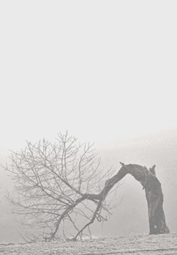 Nucles Torn: Wingepeitschter Baum Nucles Torn: Wingepeitschter Baum